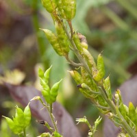 Tree Lupin